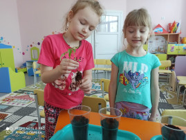 «Пикировка томатов» «Пикировка томатов».